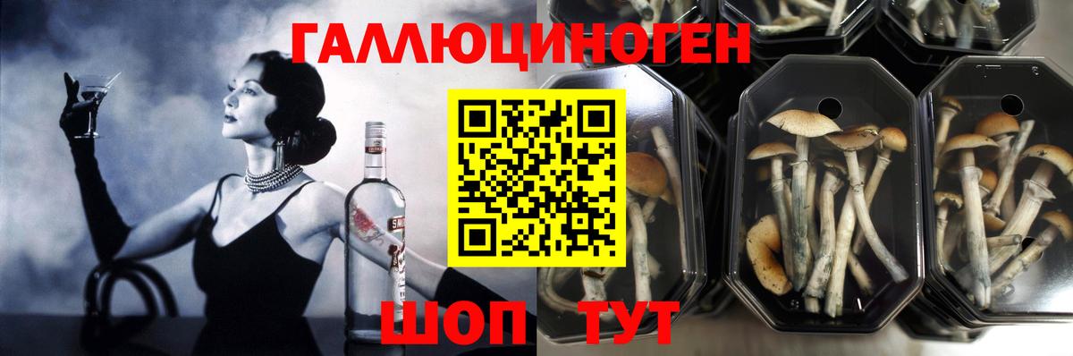 Псилоцибиновые грибы мицелий  продажа наркотиков  Славгород  Вход с VPN 