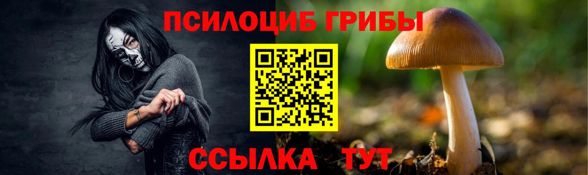 Галлюциногенные грибы Psilocybe Славгород